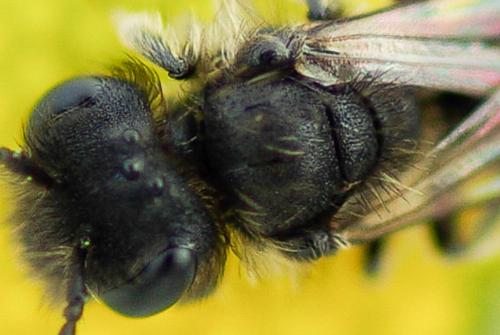 Andrena minutula